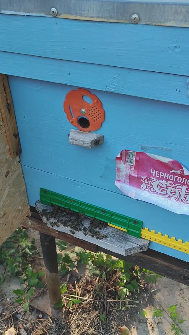 у пчёл облёт??? смотреть онлайн