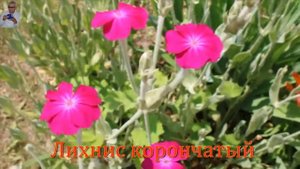 Маки, голубая ромашка, лихнис корончатый и последствия короткого урагана.