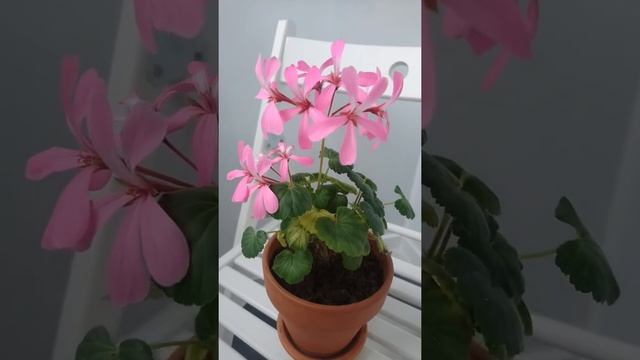 Пеларгония Ирида Танец Мотыльков / первое цветение / Pelargonium Irida Tanets Motylkov