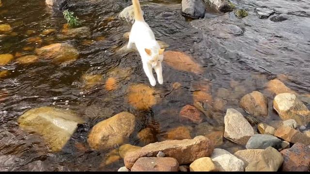 КАРЕЛИЯ 2020 | Karjala Park смотреть онлайн