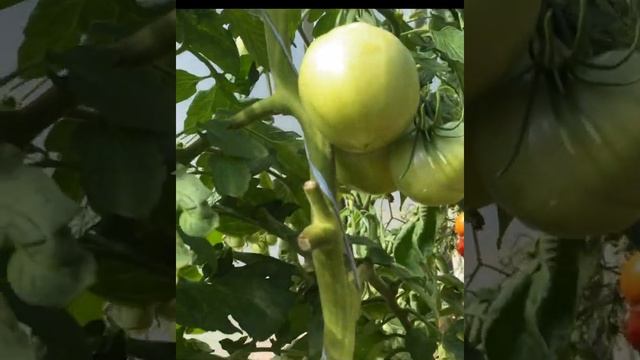 Обзор томатов 23.07.23г. смотреть онлайн