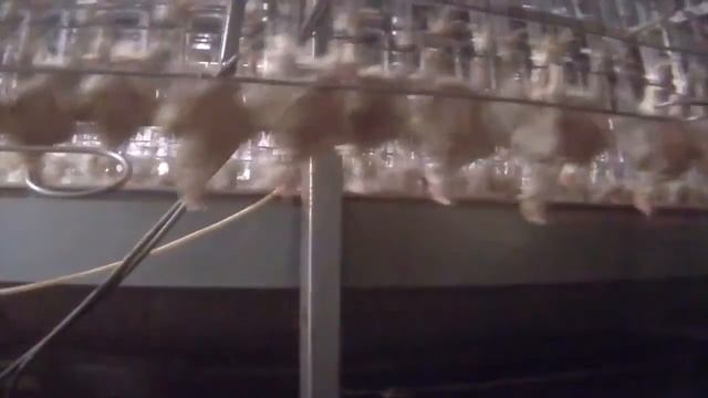 Самая вкусная и полезная колбаса смотреть онлайн