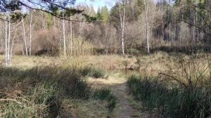 Алтайский край/Барнаул/река Барнаулка в ленточном бору.