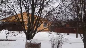 Свиристели в городе