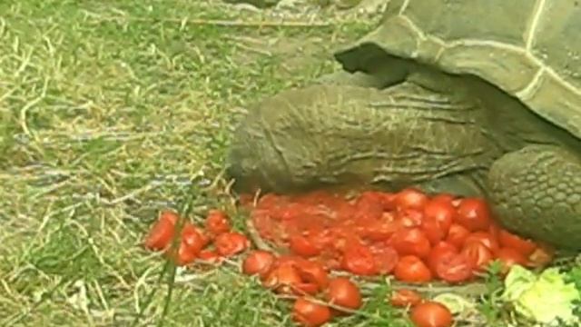 Черепаший пир в Московском зоопарке смотреть онлайн