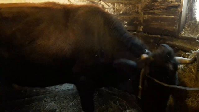 Выгодно ли держать корову/ Какая порода  коров выгоднее/Натуральные продукты или химия.