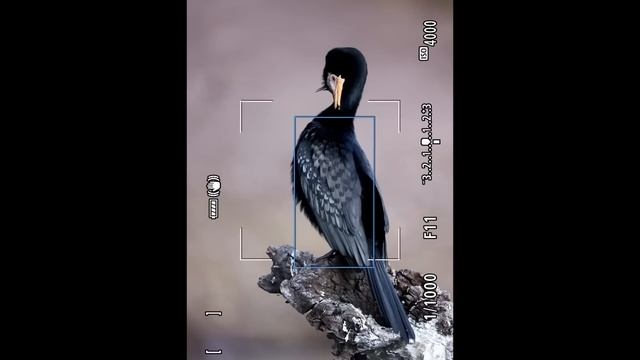 Canon RF Lenses For Wildlife Photography - 600mm and 800mm f/11 TESTED ON SAFARI смотреть онлайн