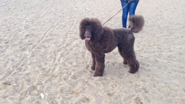 Мишелька и неизвестный коричневый большой смотреть онлайн