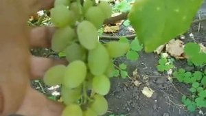 Сорт винограда Мускат летний.