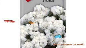 Агератум обыкновенная Белый шар (belyy shar) ? обзор: как сажать, семена агератума Белый шар