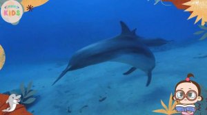 Dolphin Facts For Kids 🐬 Learn All About Dolphins | MON Kids