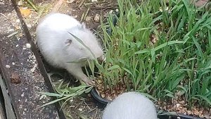 кормлю нутрий проросшей кукурузой