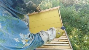 Подготовка отводков к медосбору  Пчеловодство