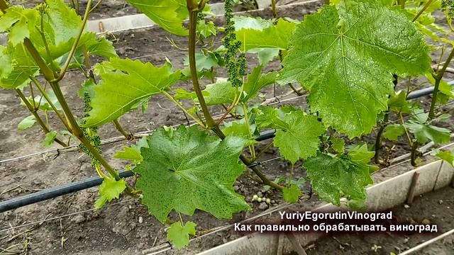 ? Стой! Никогда ТАК не ОПРЫСКИВАЙ виноград! Почему СГОРЕЛИ ЛИСТЬЯ? Выучи ЭТИ 5 правил назубок!