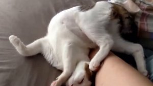 Почему кот спит у меня в ногах: 4 причины