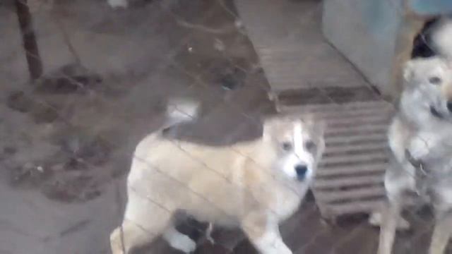 Мои лайки. Западно-сибирские лайки смотреть онлайн