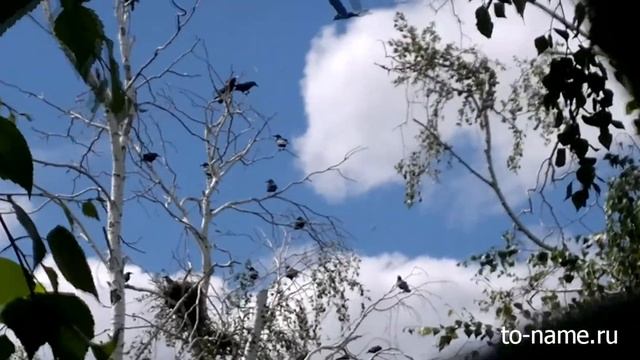 Аркаим - грачиное гнездовище смотреть онлайн