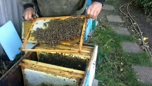 ФОРМИРУЕМ УЛЕЙ ЛЕЖАК С ВЕСЕННИМ ОДНО РАМОЧНЫМ ОТВОДКОМ В ЗИМУ