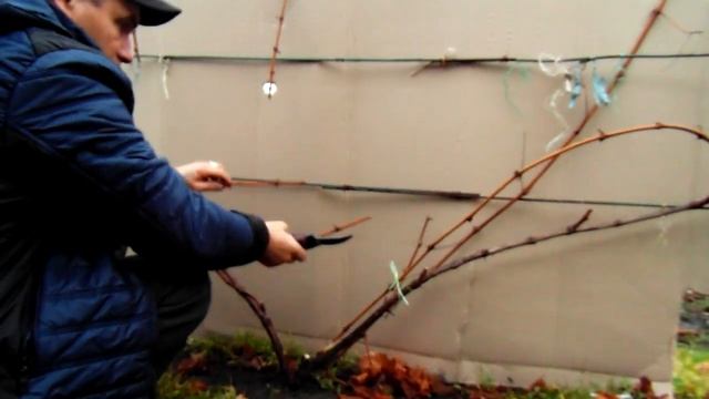 Ось як обрізати та формувати на зиму виноград МУСКАТ БЛАУ. смотреть онлайн