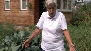 Голова садовая. Почему нельзя обрывать листья у капусты