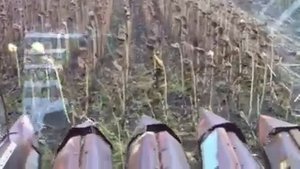 Нива Ск5, Уборка подсолнечника ч1