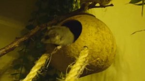 Африканские сони