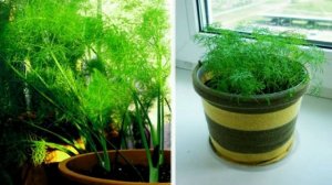 Комнатные растения. Укроп ГЕРКУЛЕС.