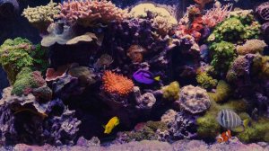 Рыбы в аквариуме плавают