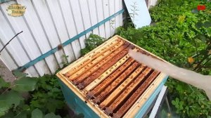 сбор прополиса, пчеловодство