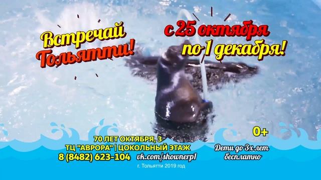 Сенсация! Шоу Байкальских Нерп в Тольятти! смотреть онлайн