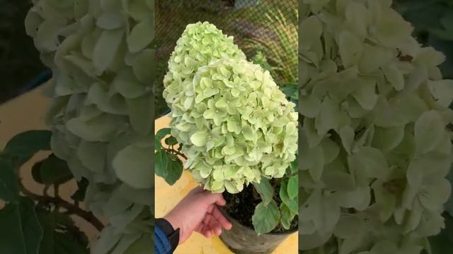 ?Гортензия метельчатая Литтл Споки (Little Spooky) - НОВИНКА сезона 2020!? Карликовый сорт!? смотреть онлайн