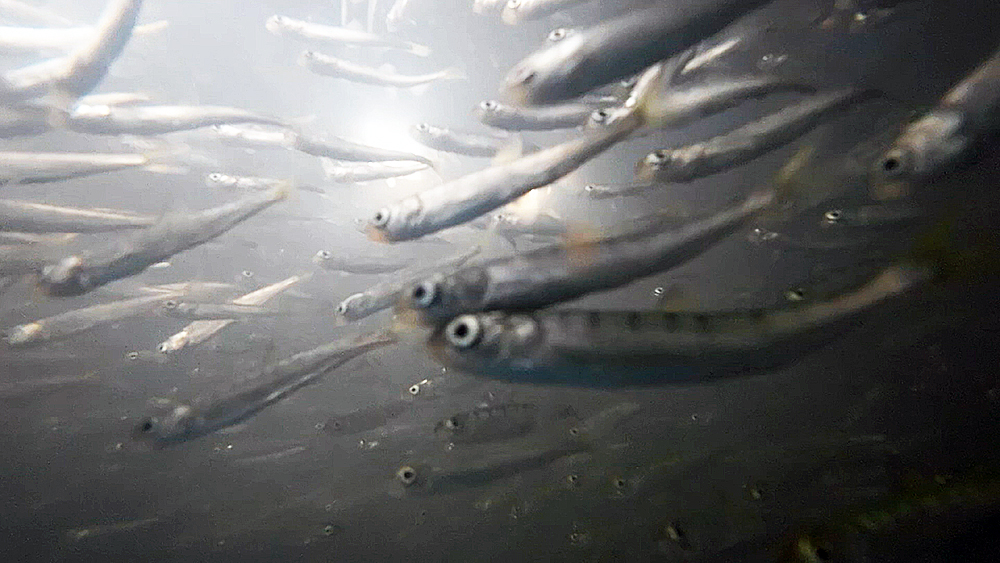 В реки Приморья выпустят миллионы мальков кеты / События на ТВЦ