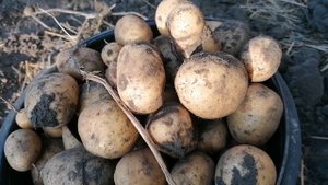 Сорт картофеля Ривьера. Урожаем этого года я разочарованна.