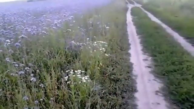 Медонос фацелия смотреть онлайн