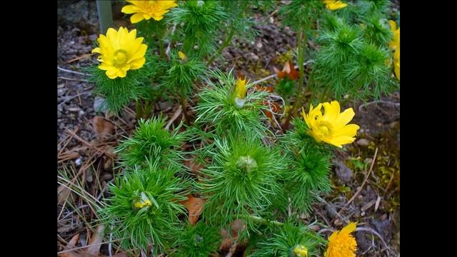 Adonis vernalis (with translation text) смотреть онлайн