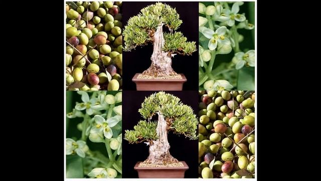 OLIVE TREE - Olea europaea Seeds on www.MySeeds.Co