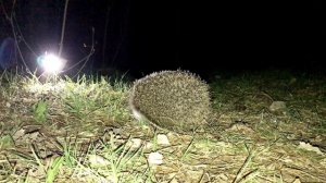 Как кушают ежики? Скрытая съемка лесного ежа. How do hedgehogs eat? / SANI day