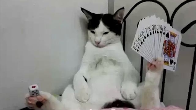 НЕВЕРОЯТНЫЕ И НЕОБЫЧНЫЕ ЖИВОТНЫЕ, КОТОРЫХ СТОИТ УВИДЕТЬ. Самые огромные и маленькие животные.