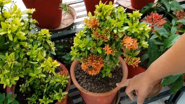 Best Flowering Plant - Ixora Plant || Care of Ixora Plant || How to Grow and Care Ixora Plant смотреть онлайн
