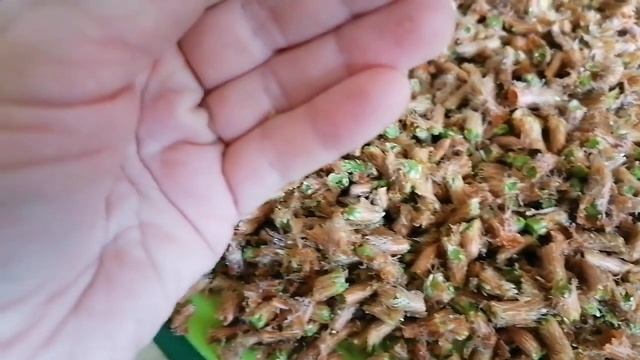 #Сосновый сироп от простуды. Как я его делаю из сосновых почек#
