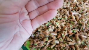 #Сосновый сироп от простуды. Как я его делаю из сосновых почек#