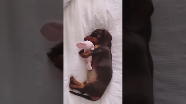 Приятных снов❤️ #serko смотреть онлайн