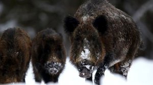 Интересные факты о Кабанах