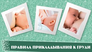 Правила прикладывания к груди
