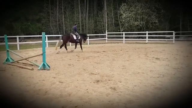 Гнедо-пегая кобыла 2015г 165в/х смотреть онлайн