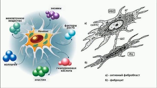 Секреты гиалуроновой кислоты!