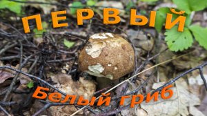 Первые белые грибы. Грибалка в Подмосковье.