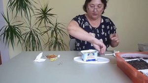 Бархатцы,бархотка .Выращивание бархотцев,бархотка из семян.Видео №1.