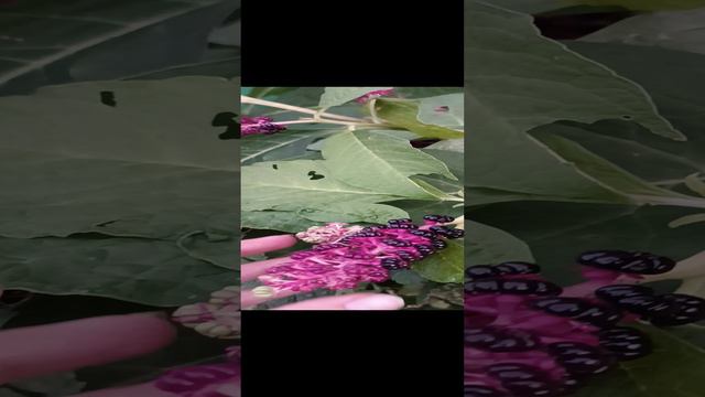 Необычное растение