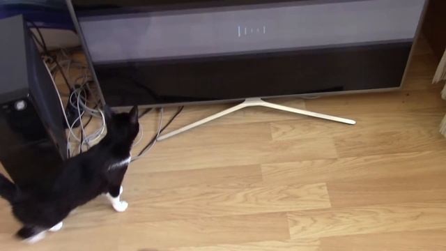 Как управлять Mi пультом телевизором Samsung ue49k5550au с bluetooth управлением ? смотреть онлайн